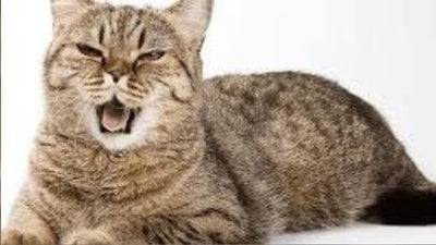meowing-cat