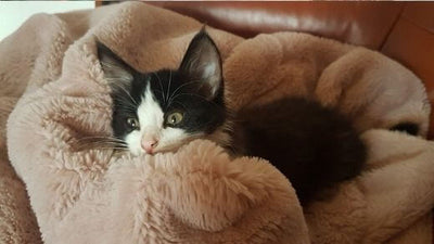 cat-doesnt-purr