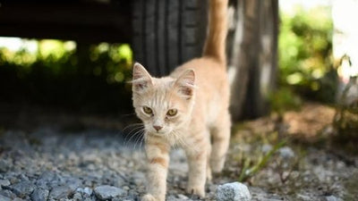 My cat eats insects: Is it dangerous for him?
