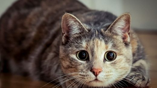 My Cat Has Dilated Pupils: 3 Reasons for the Cat’s Round Eyes