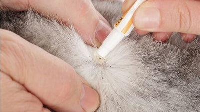how-to-help-get-rid-of-fleas-on-your-cat