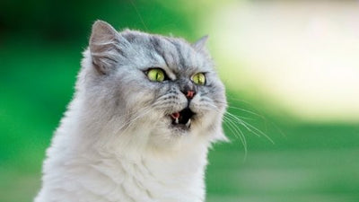 My cat has hiccups, is this normal? Should I be concerned?