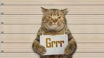 My cat is aggressive with me: What to do?