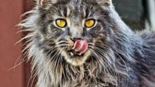 My cat sticks his tongue out: 7 Reasons why!