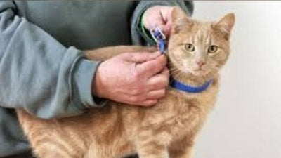 natural-anti-flea