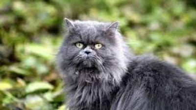 persian