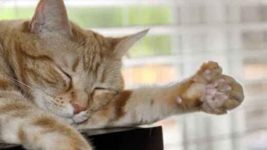Polydactyl Cats: 7 things to know about these cats with extra fingers