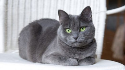 Russian Blue: Character, education, health, price - The right cat for you?