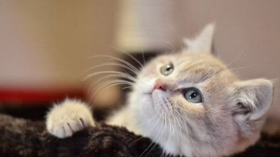 castration-of-the-cat-or-sterilization-of-the-cat