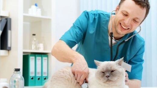 first-time-cat-owners-tips-taking-your-cat-vet
