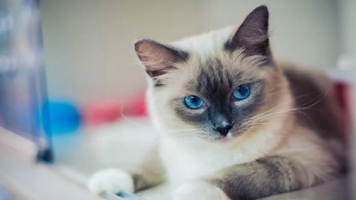 The 10 Most Beautiful Breeds of Blue-Eyed Cats