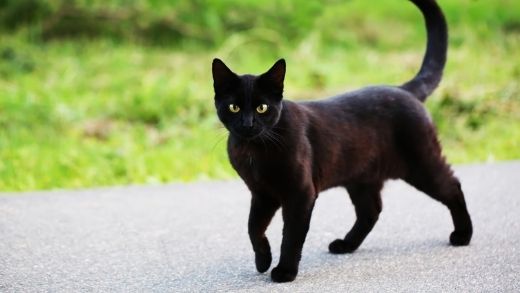 The 5 Most Beautiful Breeds of Black Cats!