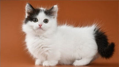 The Munchkin: Character, education, health, price - The right cat for you