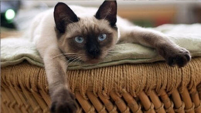 the-siamese