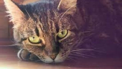 third-eyelid-in-cats