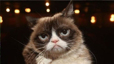 the-top-10-most-famous-cats-on-the-internet
