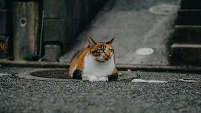Tricolored Cats are Always Females: True or False?