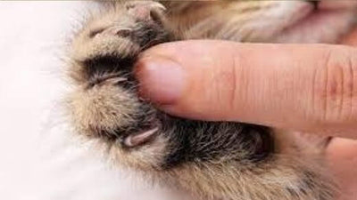 cats-nails