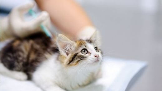 vaccinate-your-cat