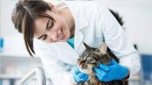 how-much-will-vet-visit-cost