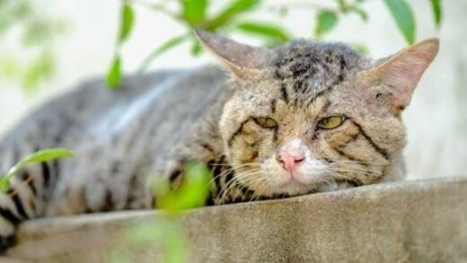 most-common-illnesses-in-senior-cats