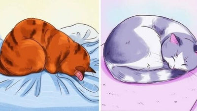 What do the Cat’s Positions Mean When He Sleeps?