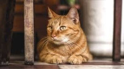 how-does-pet-insurance-work