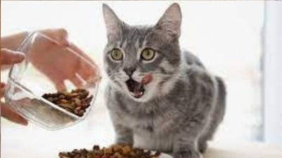 feeding-your-cat