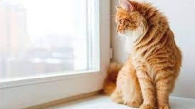 urinary-marking-cat