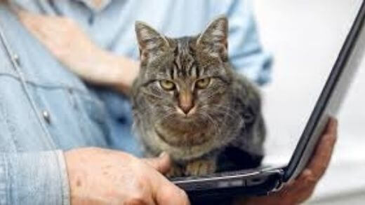 When should I buy cat insurance? – Meowden®