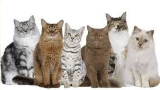 which-breed-of-cats-to-choose