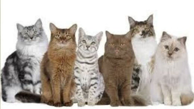 which-breed-of-cats-to-choose