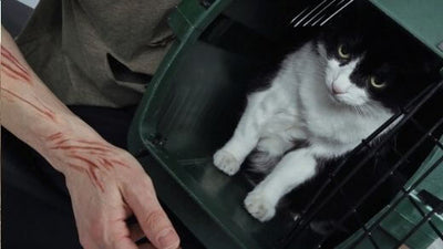 who-is-responsible-for-a-cat-bite-or-scratch