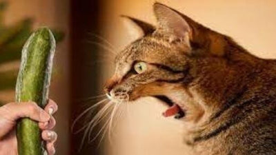 why-are-cats-afraid-of-cucumbers