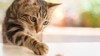 Why do cats love olives so much?