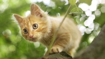 why-do-cats-disappear-for-days-at-a-time