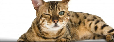 why-does-my-cats-rear-end-smell-bad