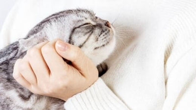 Why My Cat Follows Me Everywhere? 5 Reasons Why!