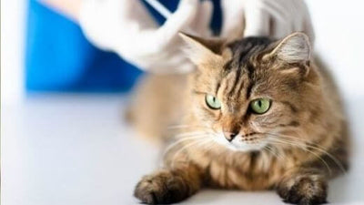 why-vaccinate-your-house-cat