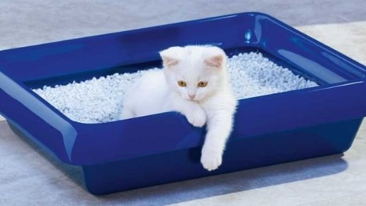 cat-refuses-litter-box