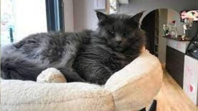 what-cats-do-when-you-leave