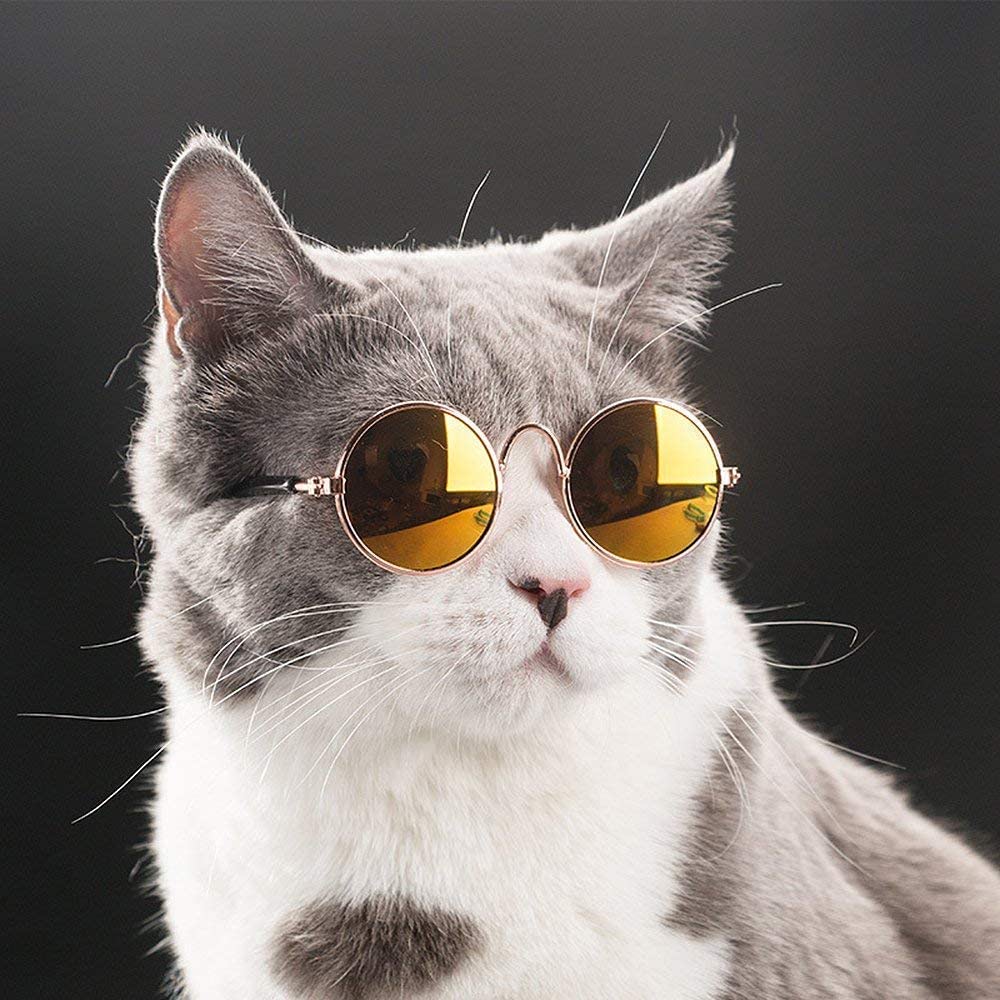 Glasses For Cats