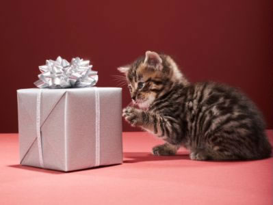 cat-gift