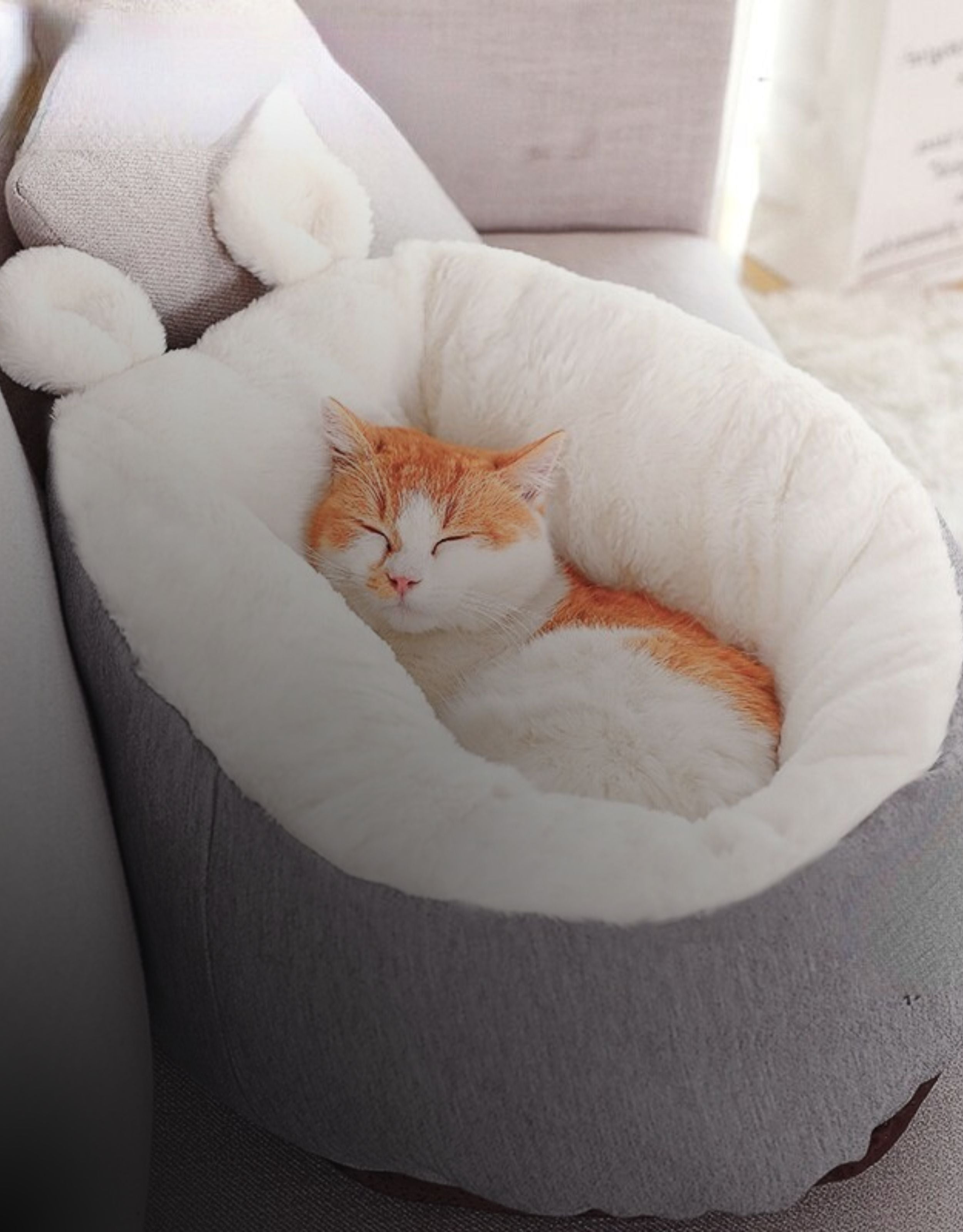 cat-beds