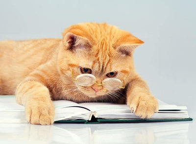cat-book