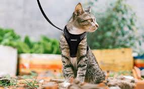 cat-harness-leash