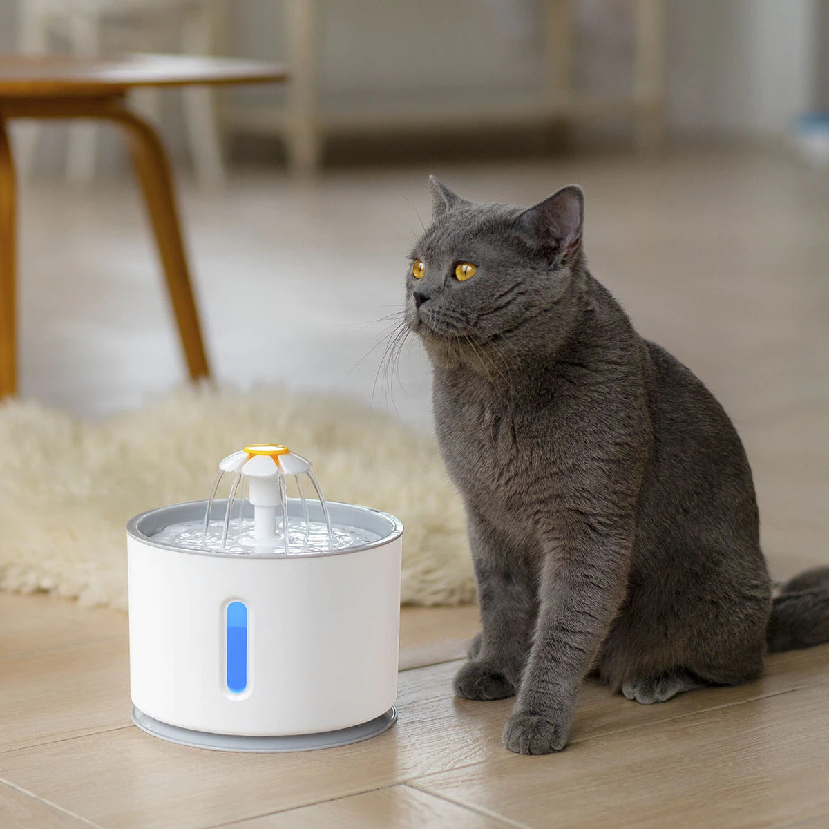 cat-water-fountain