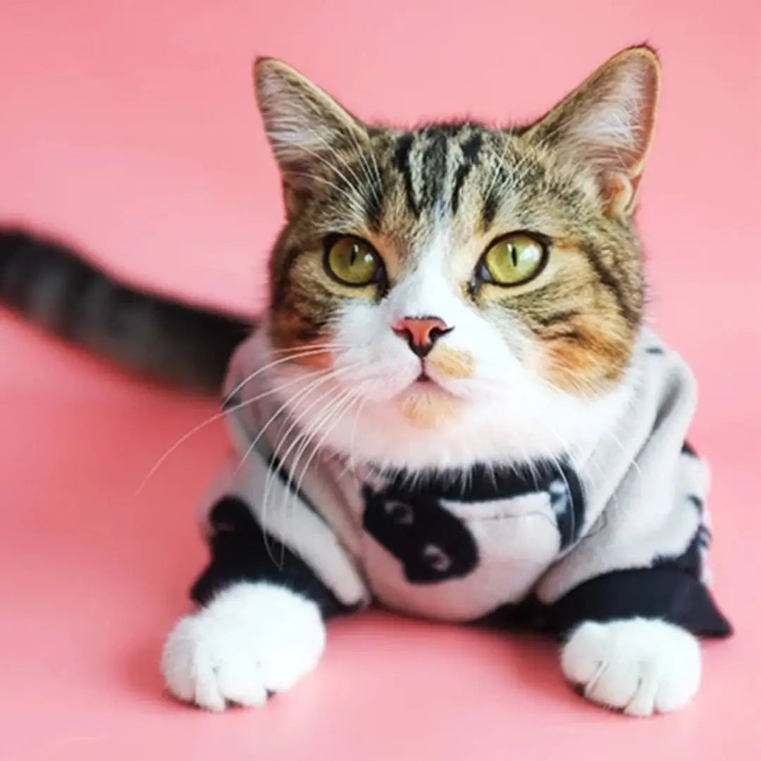 clothes-for-cats