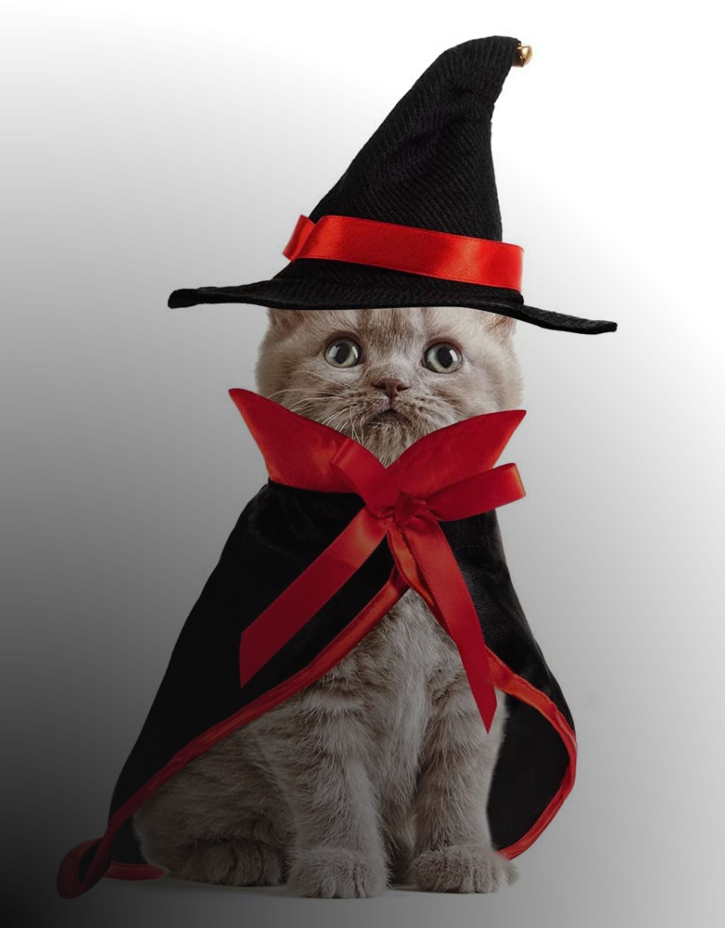 costume-for-cat