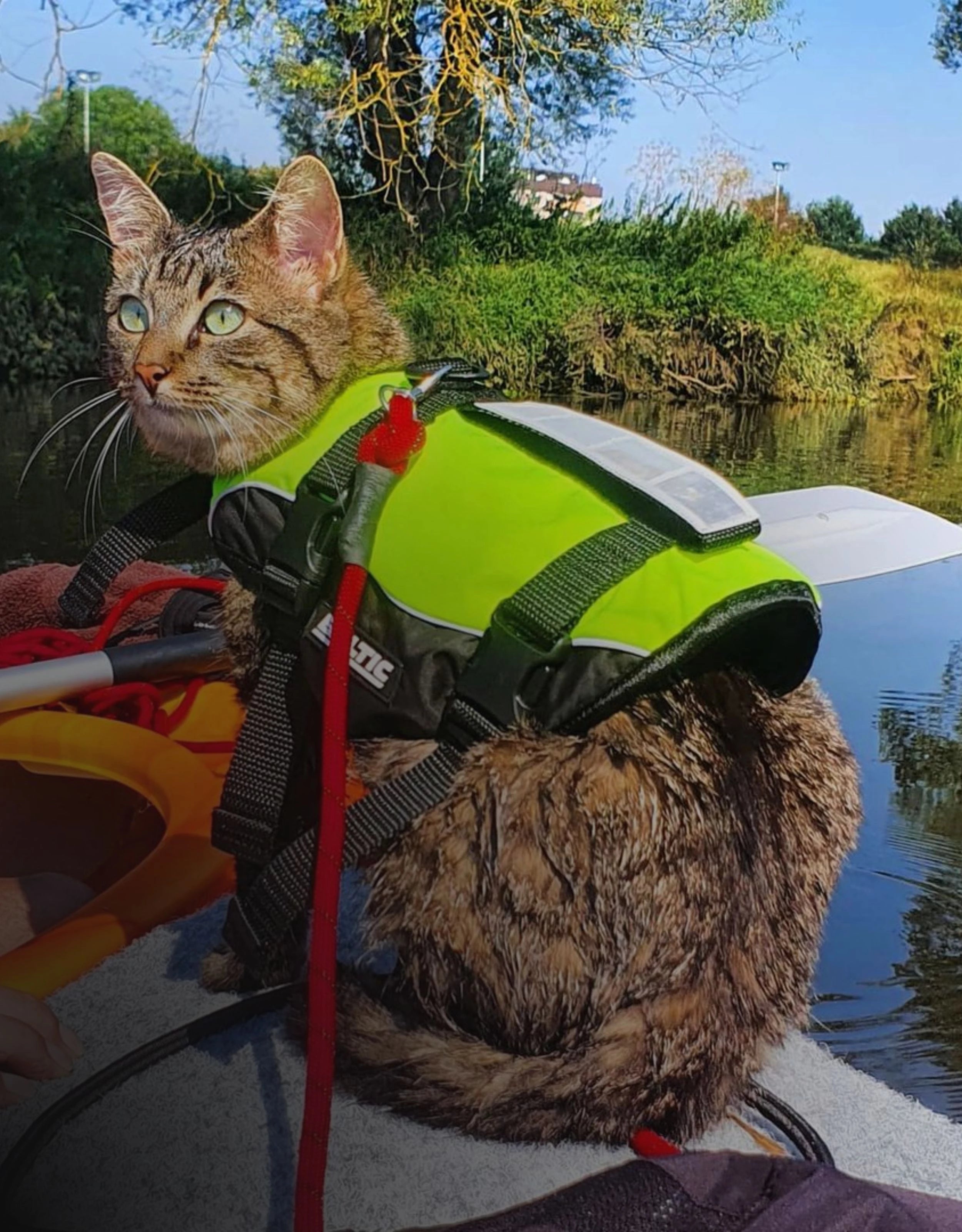 life-jacket-for-cat